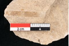 Foto (Detailansicht) von Puccinites zosterae Ettingshausen (NHMW-GEO-2024-0188-6633)
